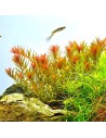 Rotala rotundifolia 'Orange Juice' 3,25 €