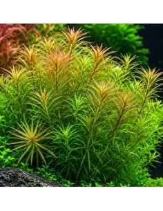 Rotala sp.'Nanjenshan' In Vitro Cup - Aquabota.com
