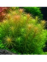 Rotala sp. 'Nanjenshan' 3,25 €