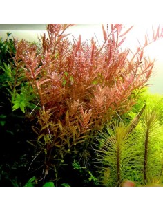 Rotala rotundifolia - Aquabota.com