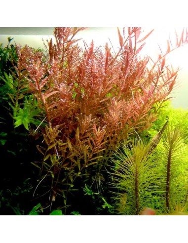 Rotala rotundifolia - Aquabota.com