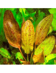 Echinodorus 'Ozelot'- Tropica 7,50 € Tropica