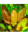 Echinodorus 'Ozelot' 4,00 €