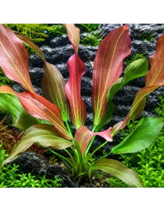 Echinodorus Hot Pepper 4,00 €