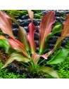 Echinodorus Hot Pepper 4,00 €