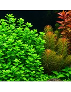 Bacopa crenata (monnieri) - Aquabota.com