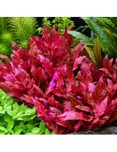 Alternanthera reineckii 'Rosanervig' 3,50 €