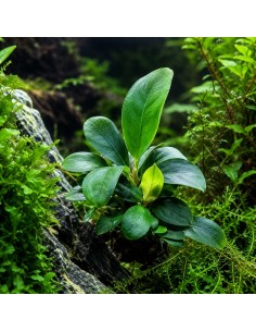 Bucephalandra spec. 'Serimbu Brown' - in vitro 7,00 €