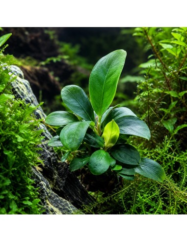 Bucephalandra spec. 'Serimbu Brown' - in vitro 7,00 €