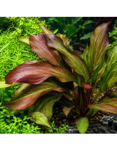 Echinodorus 'Green Chameleon'