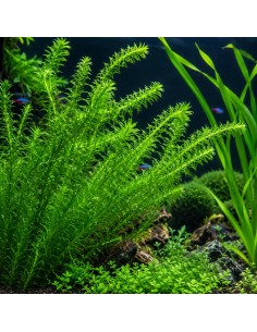 Egeria densa - Aquabota.com