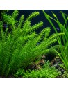 Egeria densa - Aquabota.com