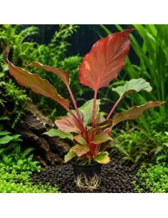 Homalomena humilis - Aquabota.com