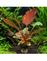 Homalomena Flamingo 10,00 €