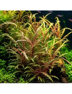 Hygrophila pinnatifida In vitro - Aquabota.com