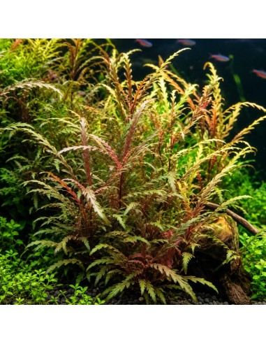 Hygrophila pinnatifida - In vitro 5,75 €