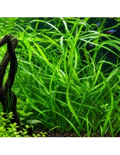 Hygrophila salicifolia - Aquabota.com