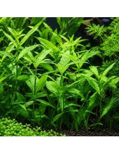 Hygrophila polysperma - Aquabota.com