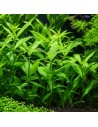Hygrophila polysperma 3,50 €