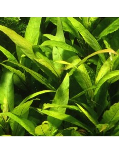 Hygrophila corymbosa 'Siamensis' - Aquabota.com