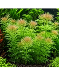 Limnophila heterophylla - Aquabota.com