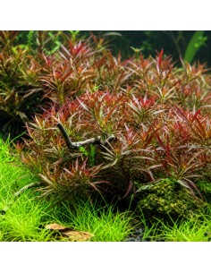 Ludwigia arcuata - Aquabota.com