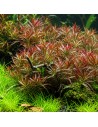 Ludwigia arcuata 3,35 €