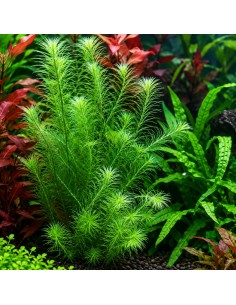 Mayaca fluviatilis - Aquabota.com
