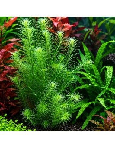 Mayaca fluviatilis 3,75 €