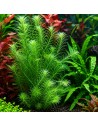 Mayaca fluviatilis 3,75 €