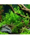 Micranthemum micranthemoides 3,75 €