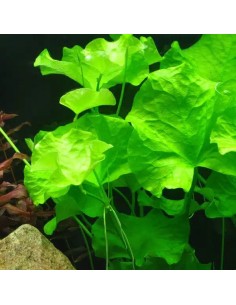 Nymphoides sp. 'Taiwan' in vitro - Aquabota.com