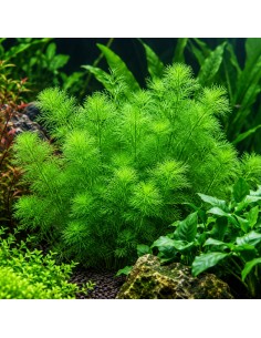 Myriophyllum sp. 'Guyana' - Aquabota.com