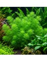 Myriophyllum sp. 'Guyana' 3,25 €
