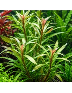 Nesea pedicellata ‘green’ 4,00 €