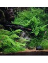Vesicularia montagnei 'Christmas' 200 ml - Aquabota.com