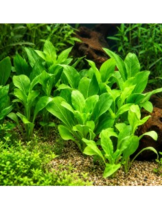 Samolus valerendi - Aquabota.com