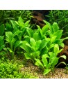Samolus valerendi 3,25 €