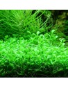 Glossostigma elatinoides 3,50 €