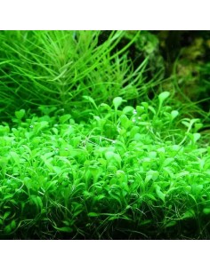 Glossostigma elatinoides- Tropica 5,70 € Tropica