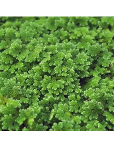 Azolla caroliniana - Aquabota.com