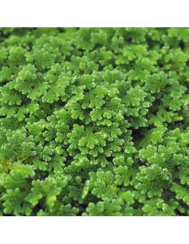 Azolla caroliniana - Aquabota.com