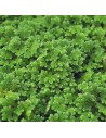 Azolla caroliniana - Aquabota.com