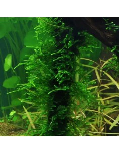 Taxiphyllum sp. 'Spiky Moss' Tropica 7,99 €