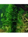 TROPICA Taxiphyllum sp. 'Spiky' In Vitro Cup - Aquabota.com