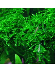 Vesicularia ferriei 'Weeping Moss' Tropica 7,99 €