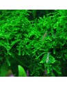 Vesicularia ferriei 'Weeping' - In Vitro Cup 5,75 €