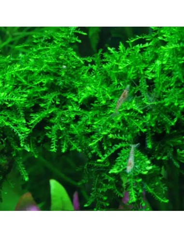 Vesicularia ferriei 'Weeping' 80cc 4,00 €