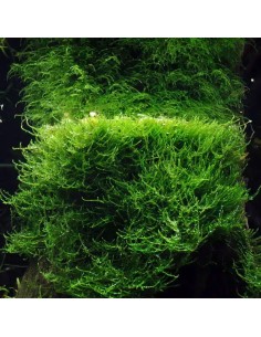 Taxiphyllum barbieri 'Bogor Moss' - Tropica 7,99 € Tropica