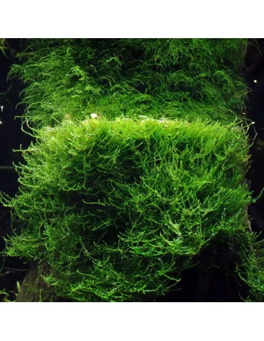 Taxiphyllum barbieri (Anciennement: Vesicularia dubyana) 4,00 €